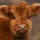 Highland calf, Sutherland
