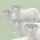 Scottish blackface rams, near Tweedsmuir