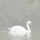 Mute swans, Fordoun Loch, near Auchterarder 